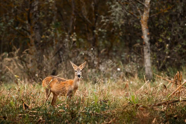 Ciervos Capreolus Capreolus Prado — Foto de Stock