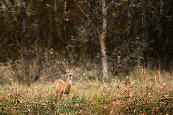 Rådjur Capreolus Capreolus Ängen — Stockfoto