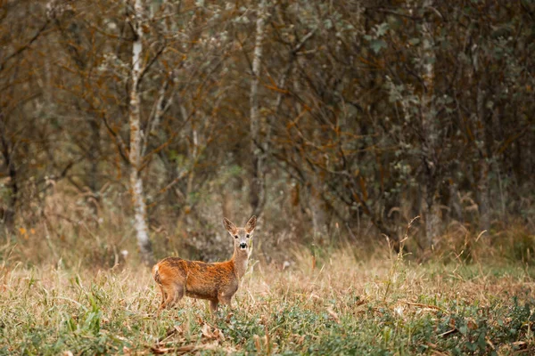 Cervo Roe Capreolus Capreolus Prado — Fotografia de Stock