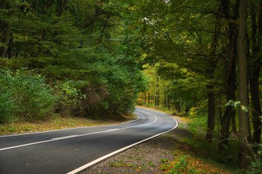 Sonbahar ormanı boyunca asfalt yol