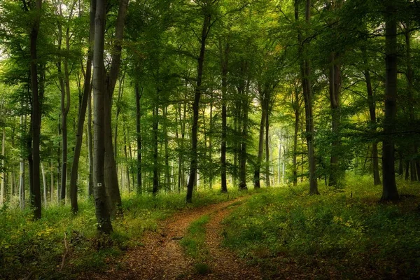 Cesta Zasněným Podzimním Lesem — Stock fotografie