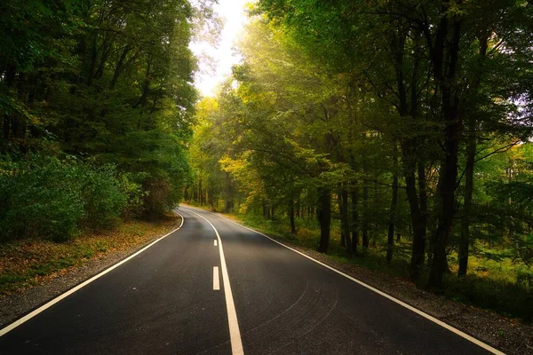 Sonbahar Ormanı Boyunca Asfalt Yol — Stok fotoğraf