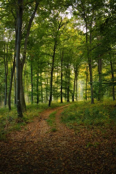 Μονοπάτι Ονειρεμένο Φθινοπωρινό Δάσος — Φωτογραφία Αρχείου