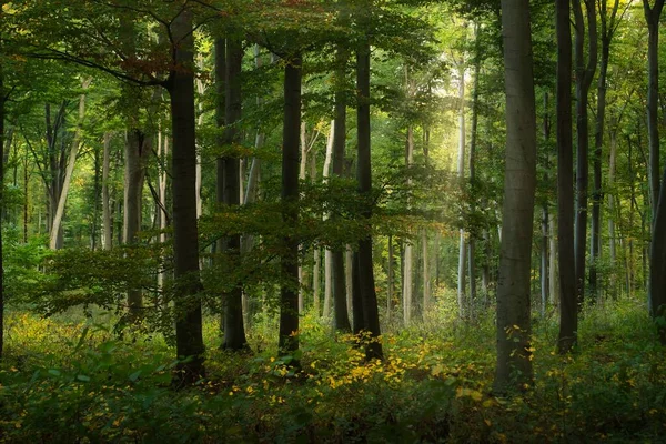 Ονειρεμένο Φθινόπωρο Μαγεμένο Δάσος Παραμυθένιο Βλέμμα — Φωτογραφία Αρχείου