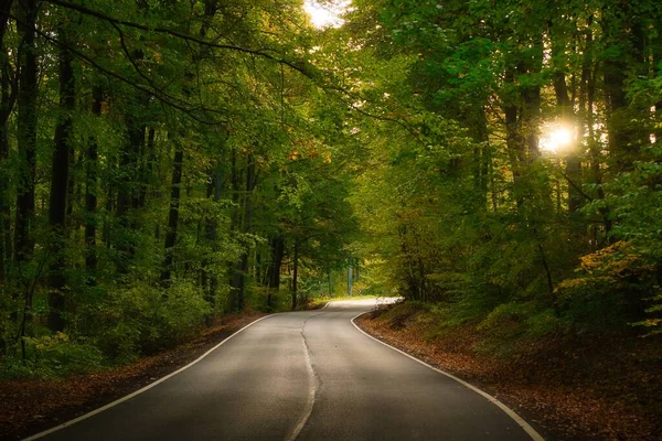 Route Asphaltée Travers Forêt Automne — Photo