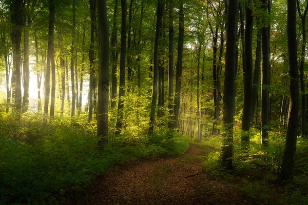 Брудна Дорога Через Мрійливий Осінній Ліс Казковий Вигляд — стокове фото