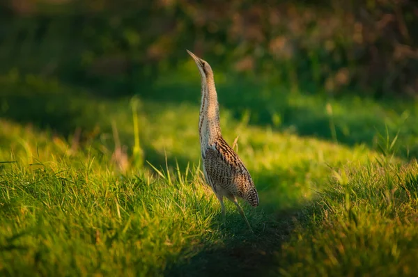 Eurasian Bittern Botaurus Stellaris — стокове фото