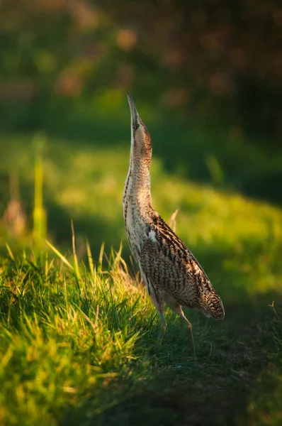 Eurasiático Bittern Botaurus Stellaris — Fotografia de Stock