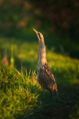 Avrasya üzümü Botaurus yıldızları