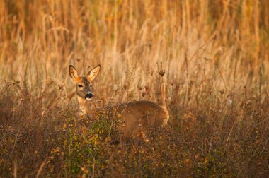 Çayırda duran Roe geyiği