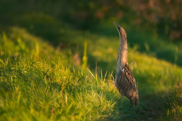 Eurasian Bittern Botaurus Stellaris — стокове фото