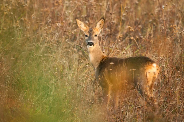 Roe Deer Standing Meadow — Stock Photo, Image