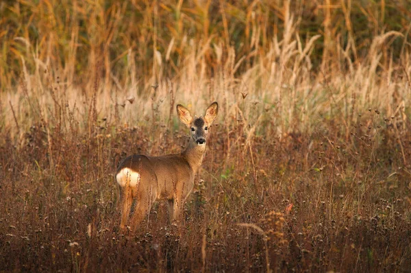 Rehe Stehen Auf Wiese — Stockfoto