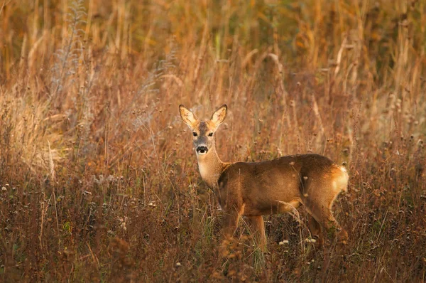 Rehe Stehen Auf Wiese — Stockfoto