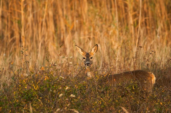 Rehe Stehen Auf Wiese — Stockfoto