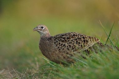 Çimlerin üzerindeki dişi sülünün yakın plan fotoğrafını çek.