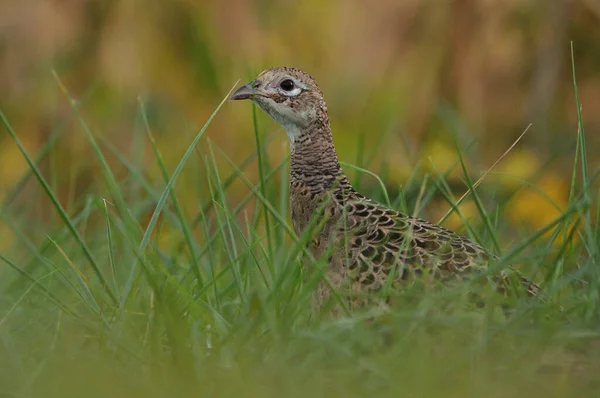 Close Photo Female Pheasant Grass — Stock Photo, Image