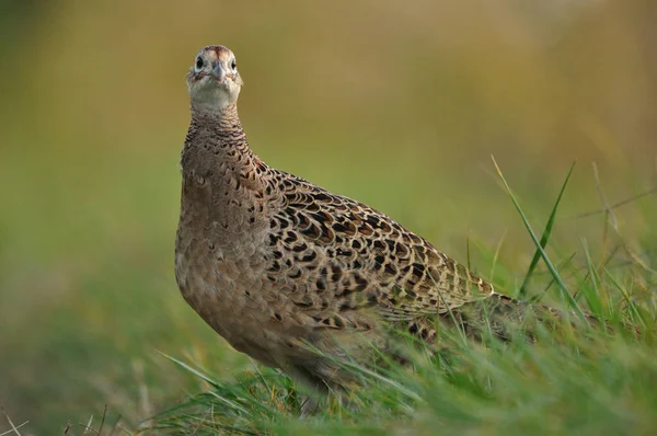 Nahaufnahme Eines Fasanenweibchens Gras — Stockfoto