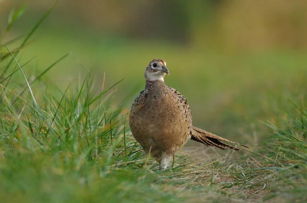 Close Photo Female Pheasant Grass — Stock Photo, Image