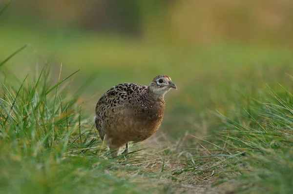 Nahaufnahme Eines Fasanenweibchens Gras — Stockfoto