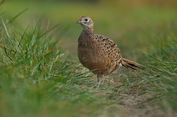 Close Photo Female Pheasant Grass — Stock Photo, Image