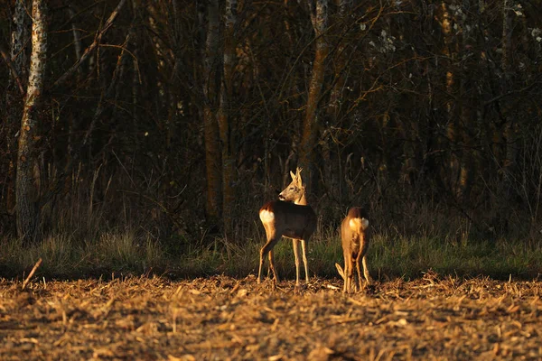 牧草地に立つ鹿 — ストック写真