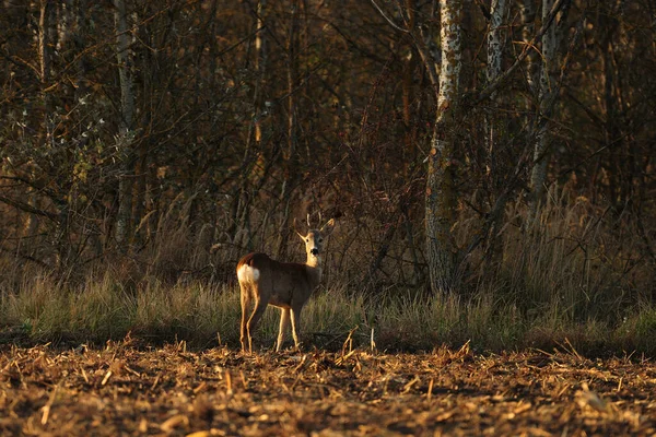 牧草地に立つ鹿 — ストック写真