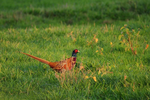 Pheasant Cock Meadow — Stock Photo, Image