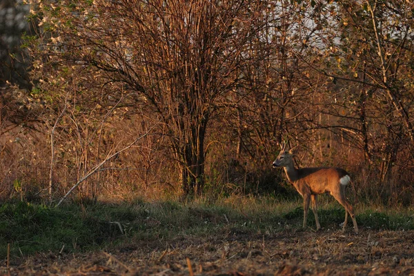 Roe Deer Standing Meadow — Stock Photo, Image