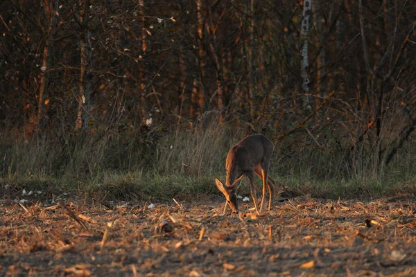 Roe Deer Standing Meadow — Stock Photo, Image