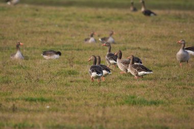 Otlaktaki Greylag kaz sürüsü