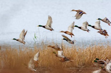 Mallard ördeği gölün üzerinde uçuyor