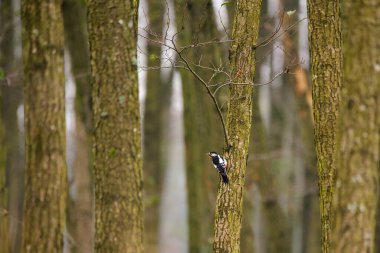 Büyük benekli ağaçkakan (Dendrocopos Major)