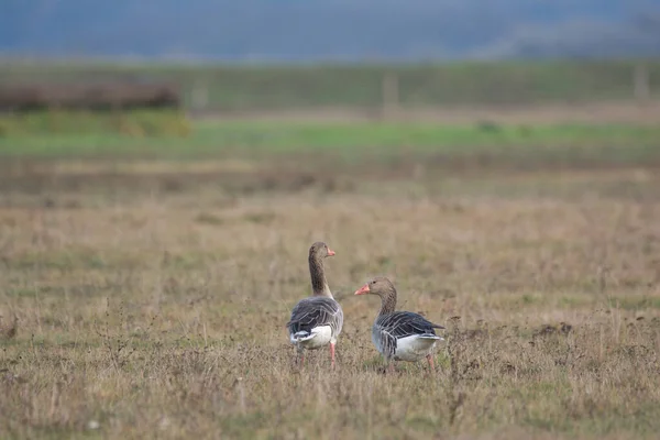 Greylag Goose Pasture — Stock Photo, Image