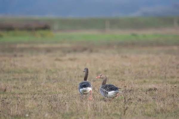 Greylag Goose Pasture — Stock Photo, Image