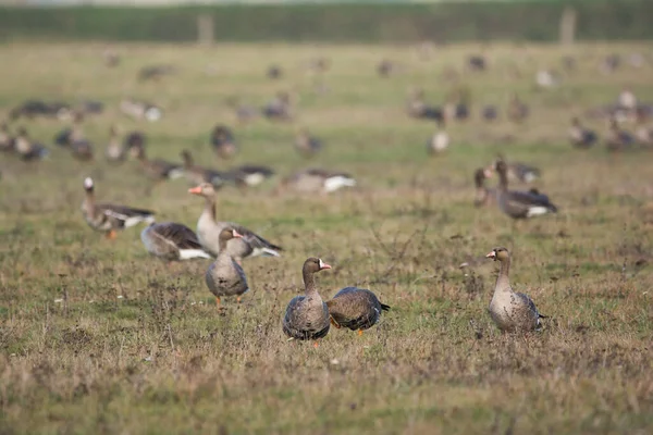 Manada Ganso Greylag Los Pastos — Foto de Stock