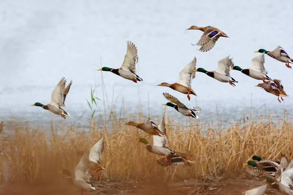 Mallard Ördeği Gölün Üzerinde Uçuyor — Stok fotoğraf