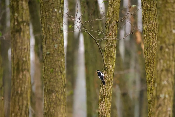 Velký Tečkovaný Datel Dendrocopos Major — Stock fotografie