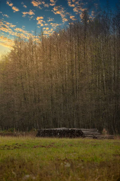 Trästapel Skogen — Stockfoto