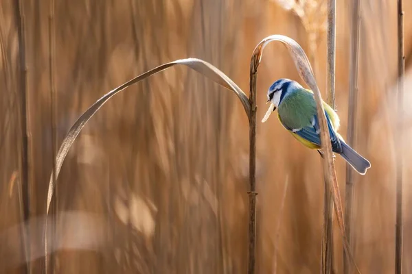 Eurasian Blue Tit Cyanistes Caeruleus Small Songbird — Zdjęcie stockowe