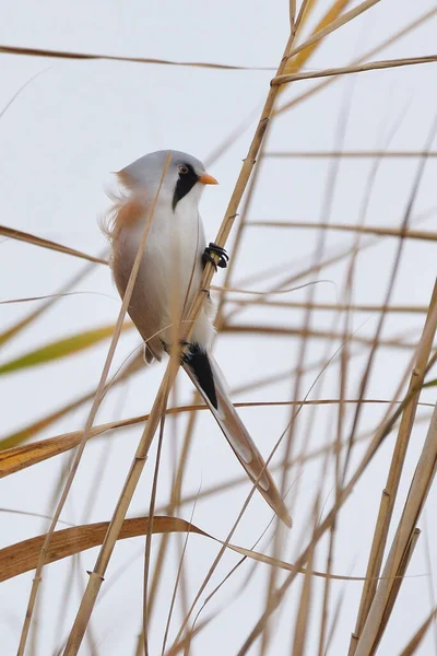 Bearded Reedling Panurus Biarmicus Small Songbird — Stock Photo, Image