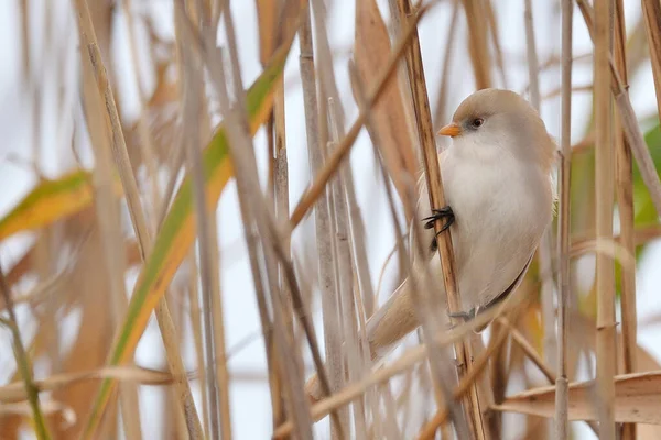 Junco Barbudo Panurus Biarmicus Pequeño Pájaro Cantor — Foto de Stock