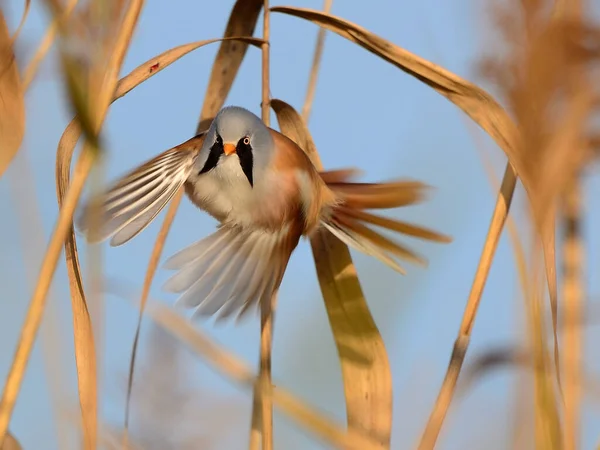 Reedling Brodaty Panurus Biarmicus Mały Ptak Śpiewający — Zdjęcie stockowe