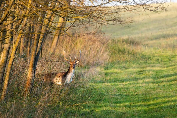 Fallow Szarvas Dama Dama Erdőben — Stock Fotó