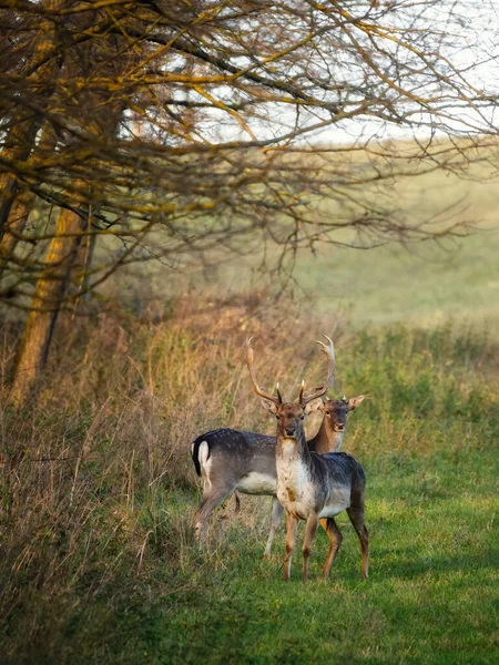 Fallow Deer Dama Dama Forest — Stok fotoğraf