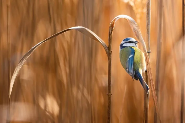 Синяя Синица Cyanistes Caeruleus Маленькая Певчая Птица — стоковое фото