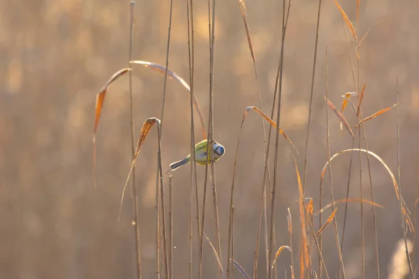 Blue Tit Reed — Zdjęcie stockowe