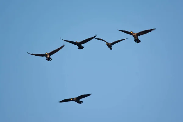 Gran Cormorán Phalacrocorax Carbo Volando Cielo — Foto de Stock