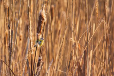 Blue tit on the reed