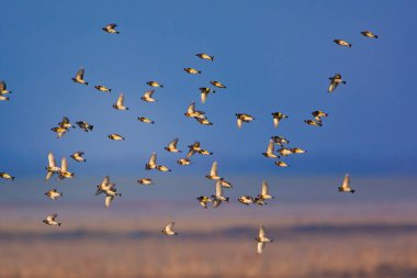 Avrupa ispinozu - Gökyüzünde uçan Carduelis carduelis